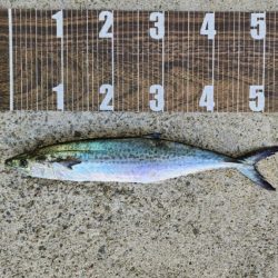 なんとか1本🐟