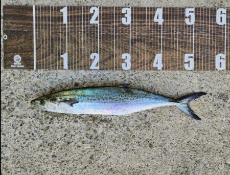 なんとか1本🐟