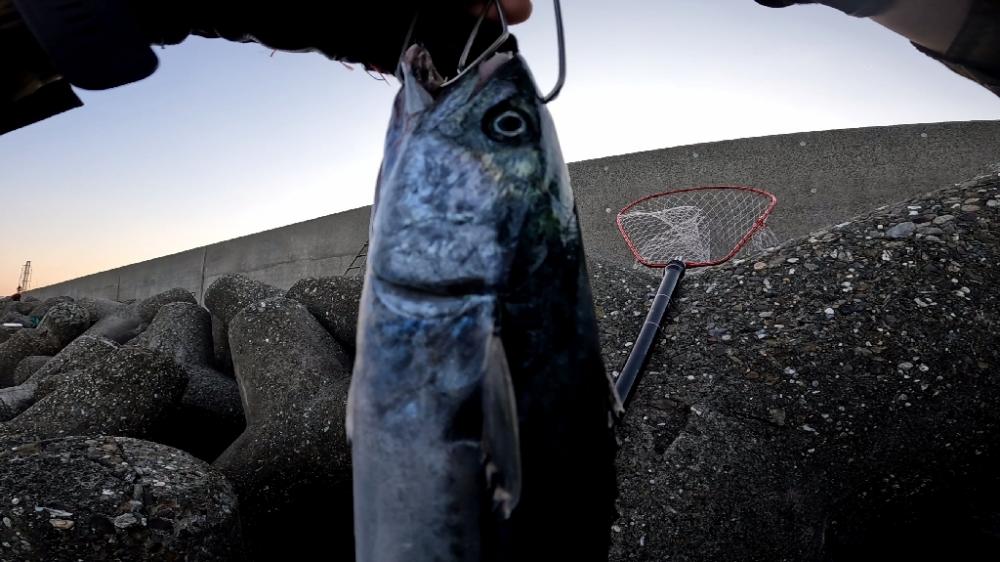 サワラ釣りたい(>_<)