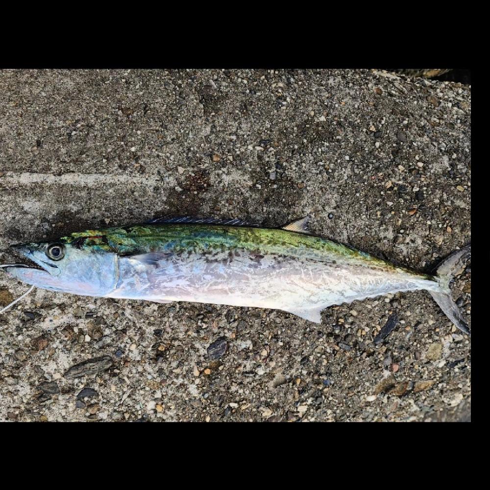 青物祭りはまだ(´-ω-`)