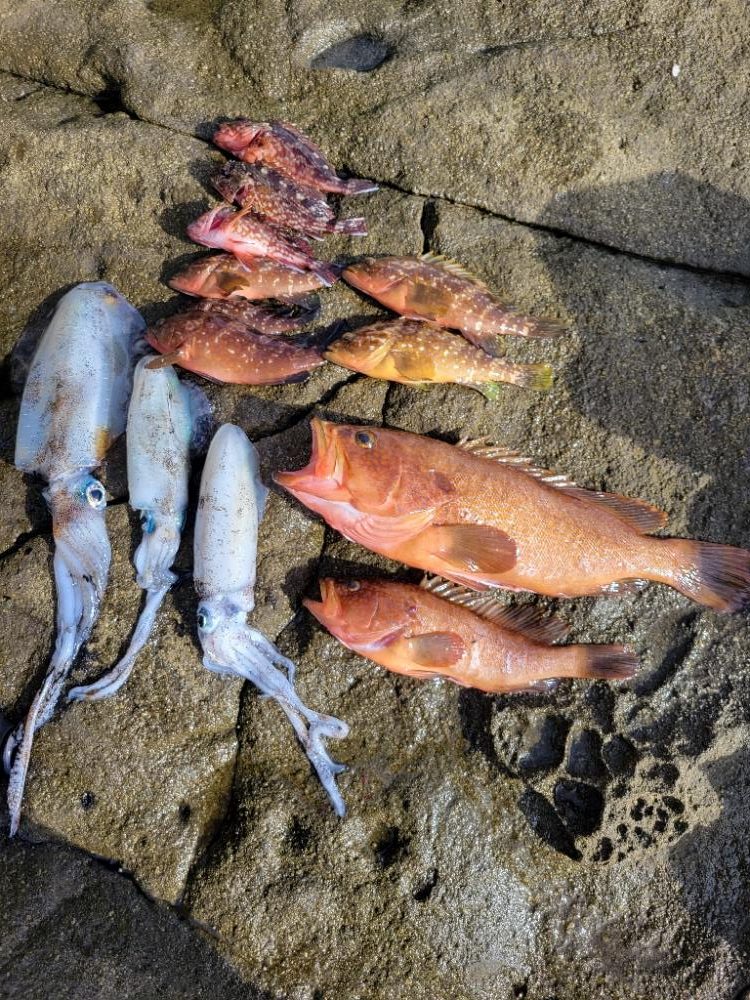 キジハタ記録更新*°♡