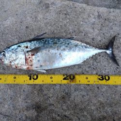 連日の釣行でサゴシのサイズアップ！スマガツオも！