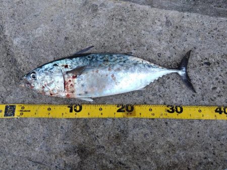 連日の釣行でサゴシのサイズアップ！スマガツオも！