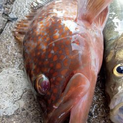 プチsalt water game