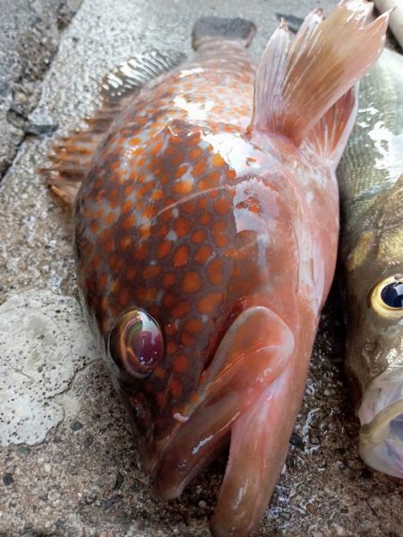 プチsalt water game