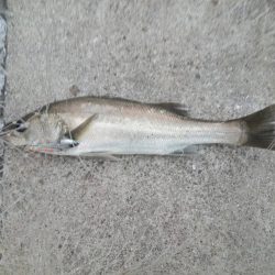 プチsalt water game