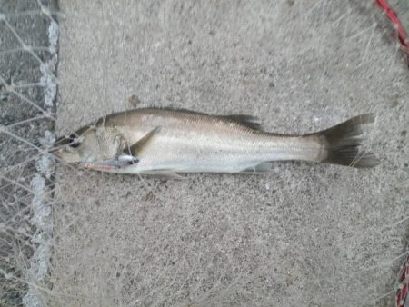 プチsalt water game