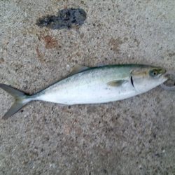 プチsalt water game