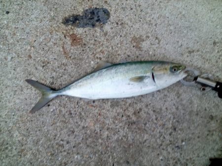 プチsalt water game