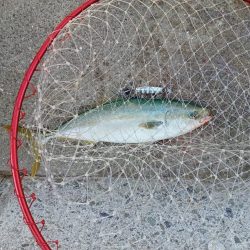 プチsalt water game