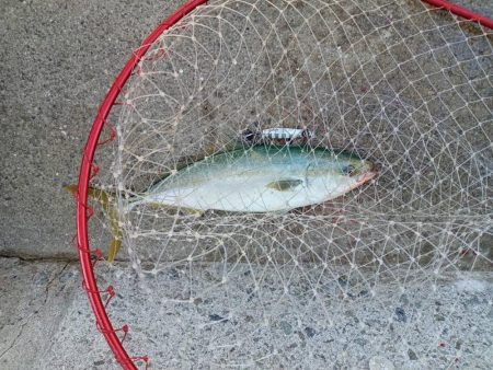 プチsalt water game