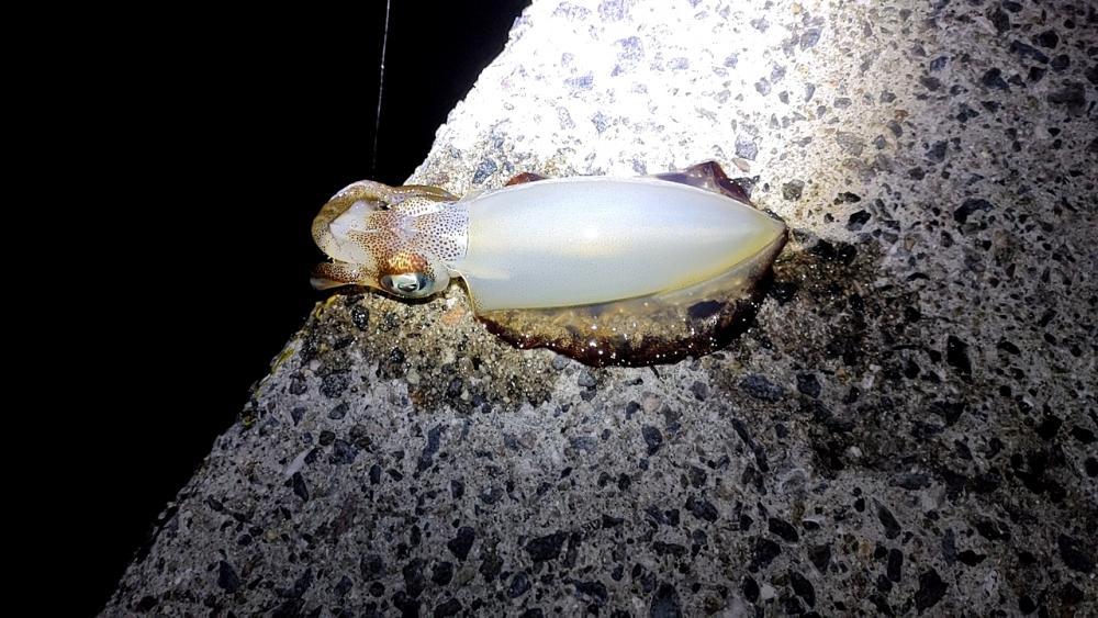 タダ巻きエギング