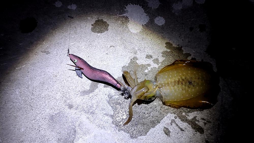 タダ巻きエギング2