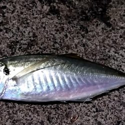 ナイトエギング