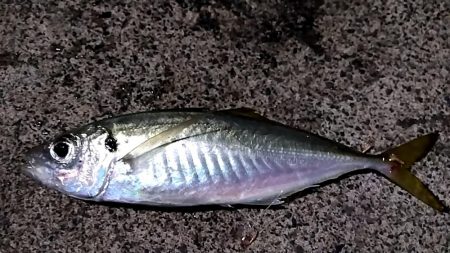 ナイトエギング