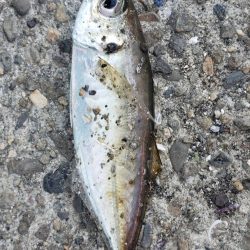 アジ探し@下津周辺