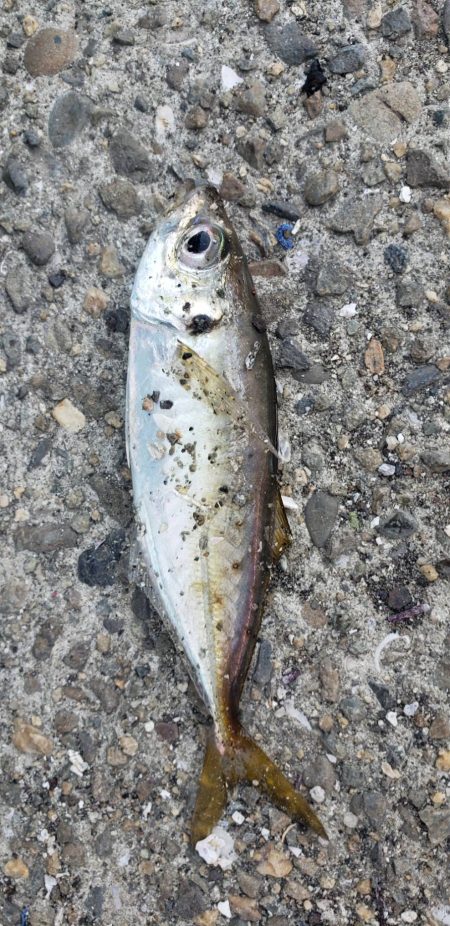 アジ探し@下津周辺