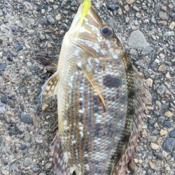 アジ探し@下津周辺