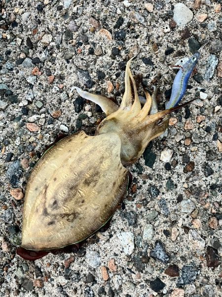 アオリイカ１杯！コウイカ１杯！（お）