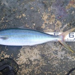 和歌山市江（吉丸渡船）で磯フカセ