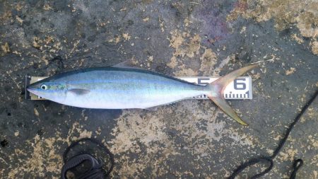 和歌山市江（吉丸渡船）で磯フカセ