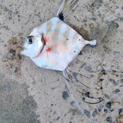 和歌山日高港でアジ釣りと紀州釣り