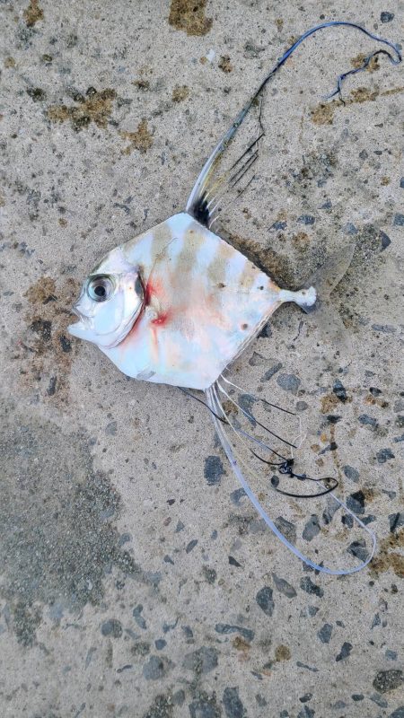 和歌山日高港でアジ釣りと紀州釣り