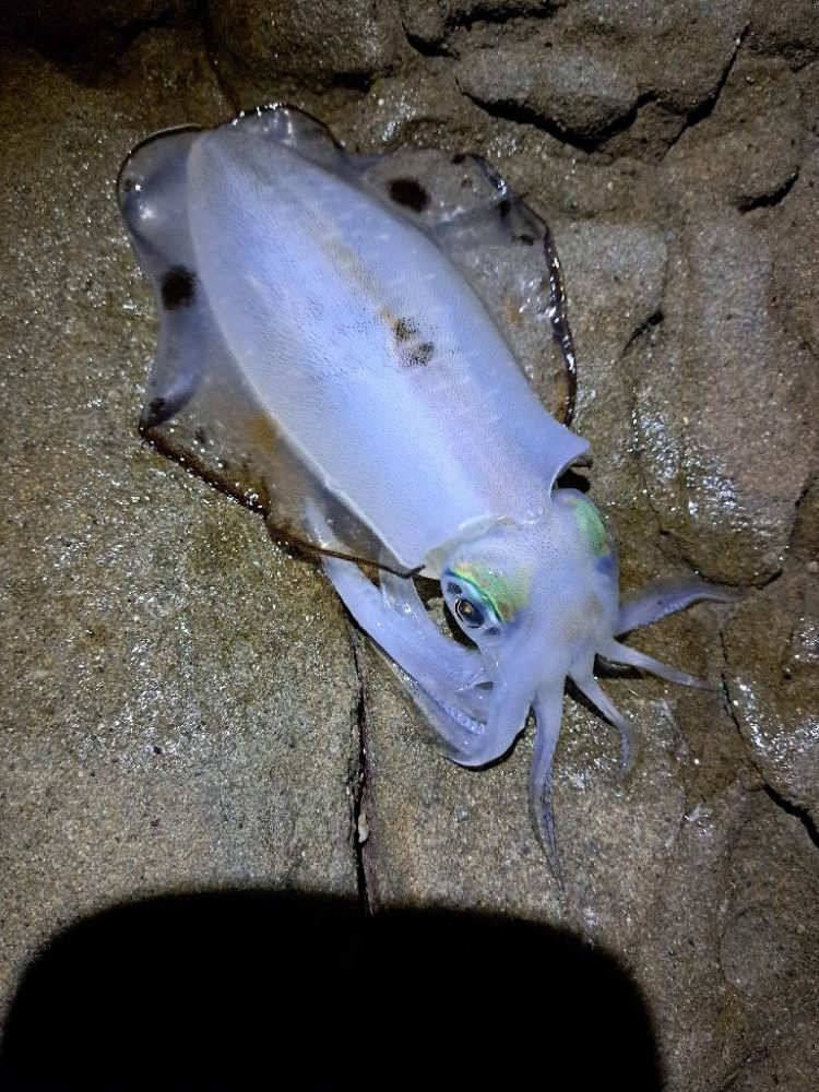 今季初エギング