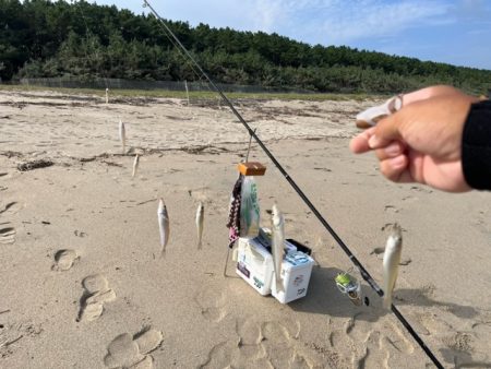 まだまだキスは釣れてます