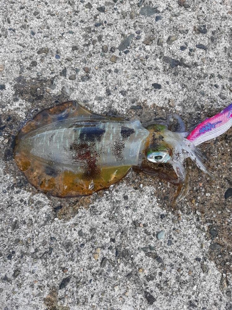 爆風大雨エギング