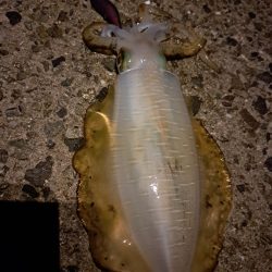 良いサイズ混じり