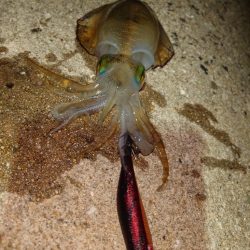 ナイトエギングIN対馬