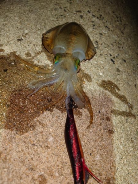 ナイトエギングIN対馬