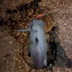 当たりが遠のいてきました。