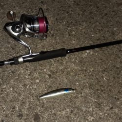 西宮周辺　シーバス