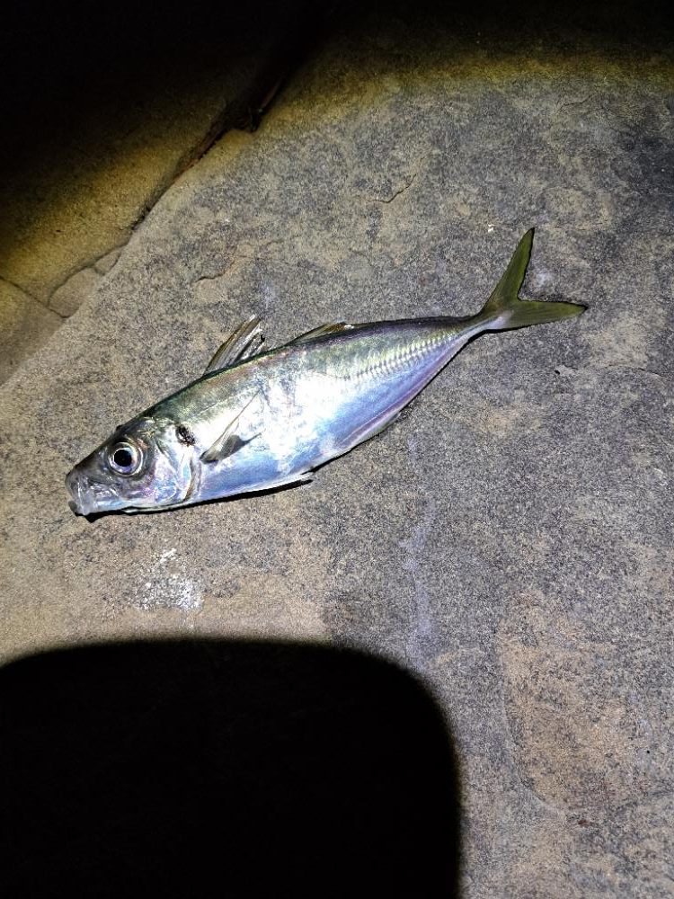 久しぶりのエギング&アジング