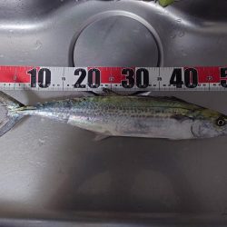 ショアジギジギ