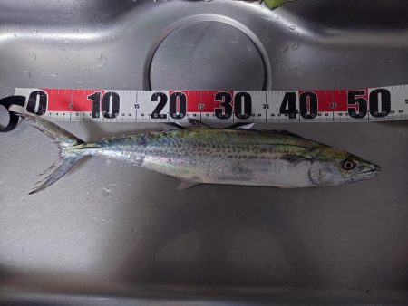 ショアジギジギ