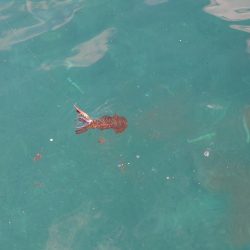 デイエギングIN対馬