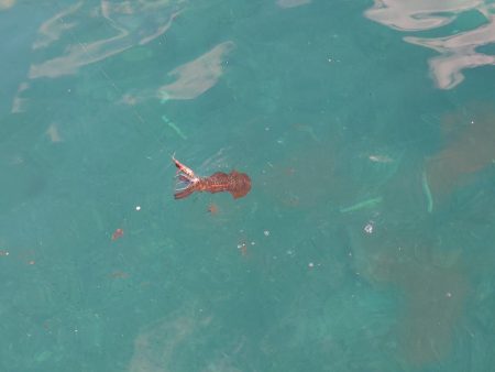 デイエギングIN対馬