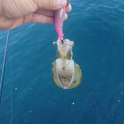 朝マズメエギングIN対馬