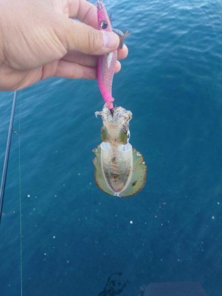 朝マズメエギングIN対馬