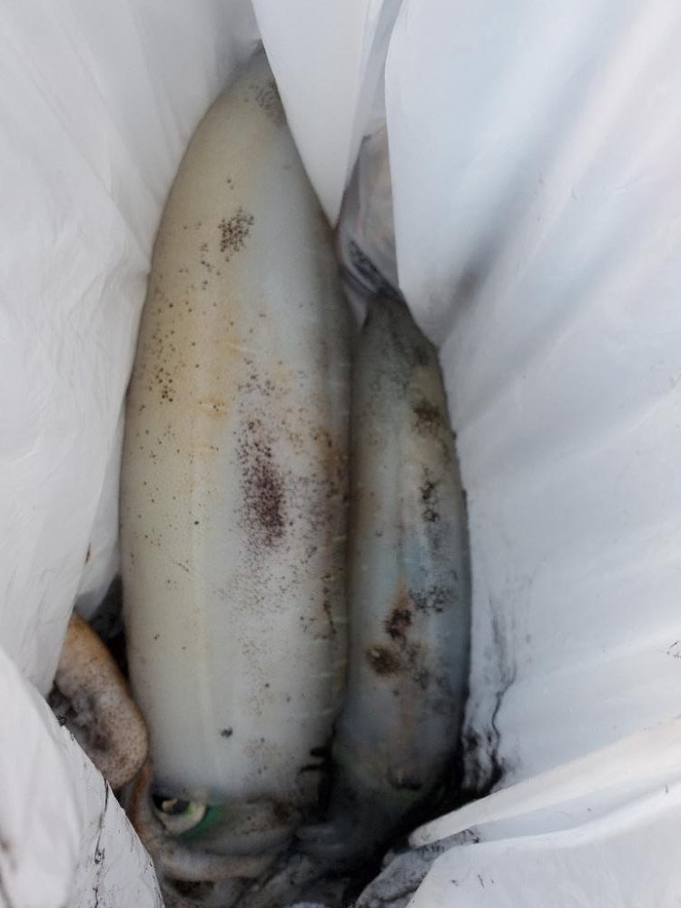 朝マズメのエギング