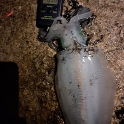 もうこれぐらいの数なのかな