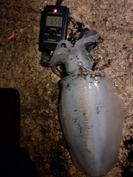 もうこれぐらいの数なのかな