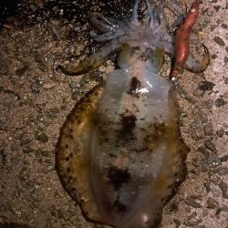 いつもこのサイズ止まり