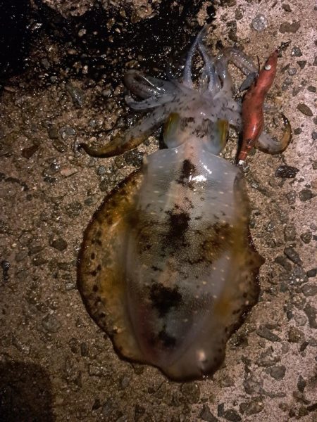 いつもこのサイズ止まり