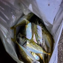 久しぶりのジグ単アジング