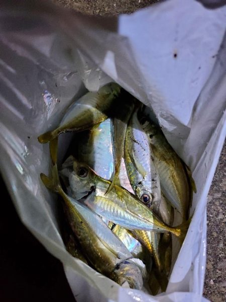 久しぶりのジグ単アジング