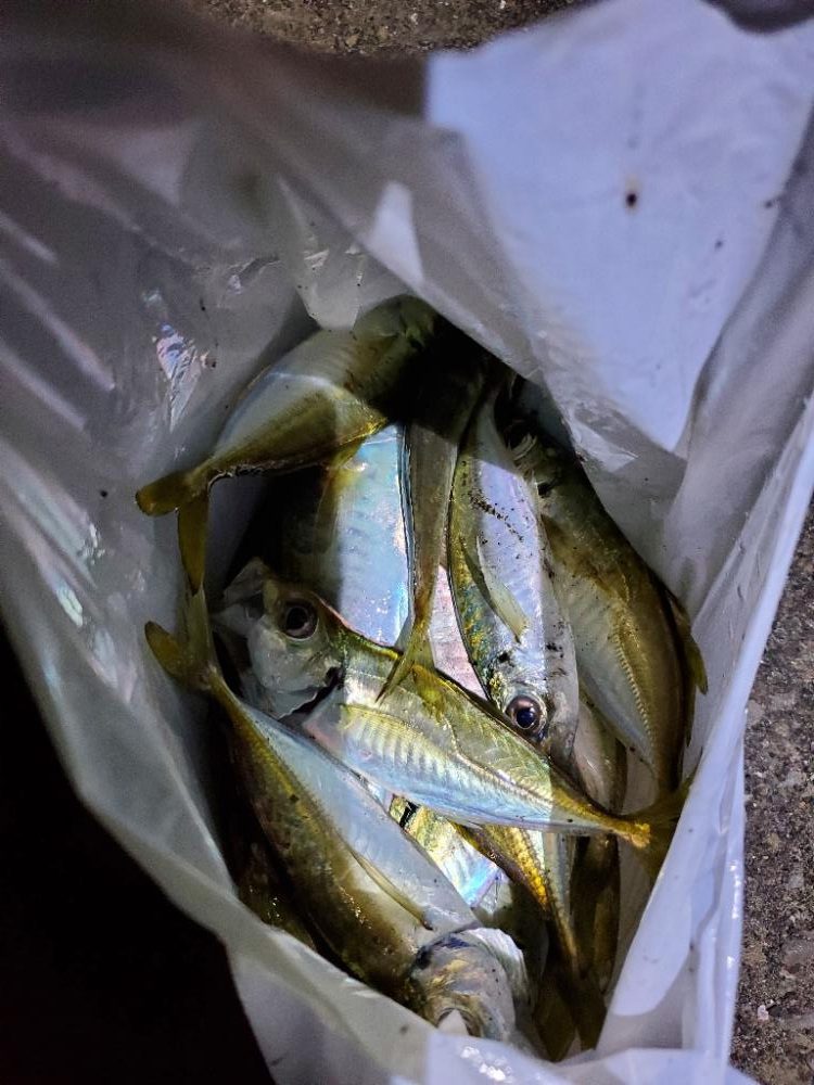 久しぶりのジグ単アジング